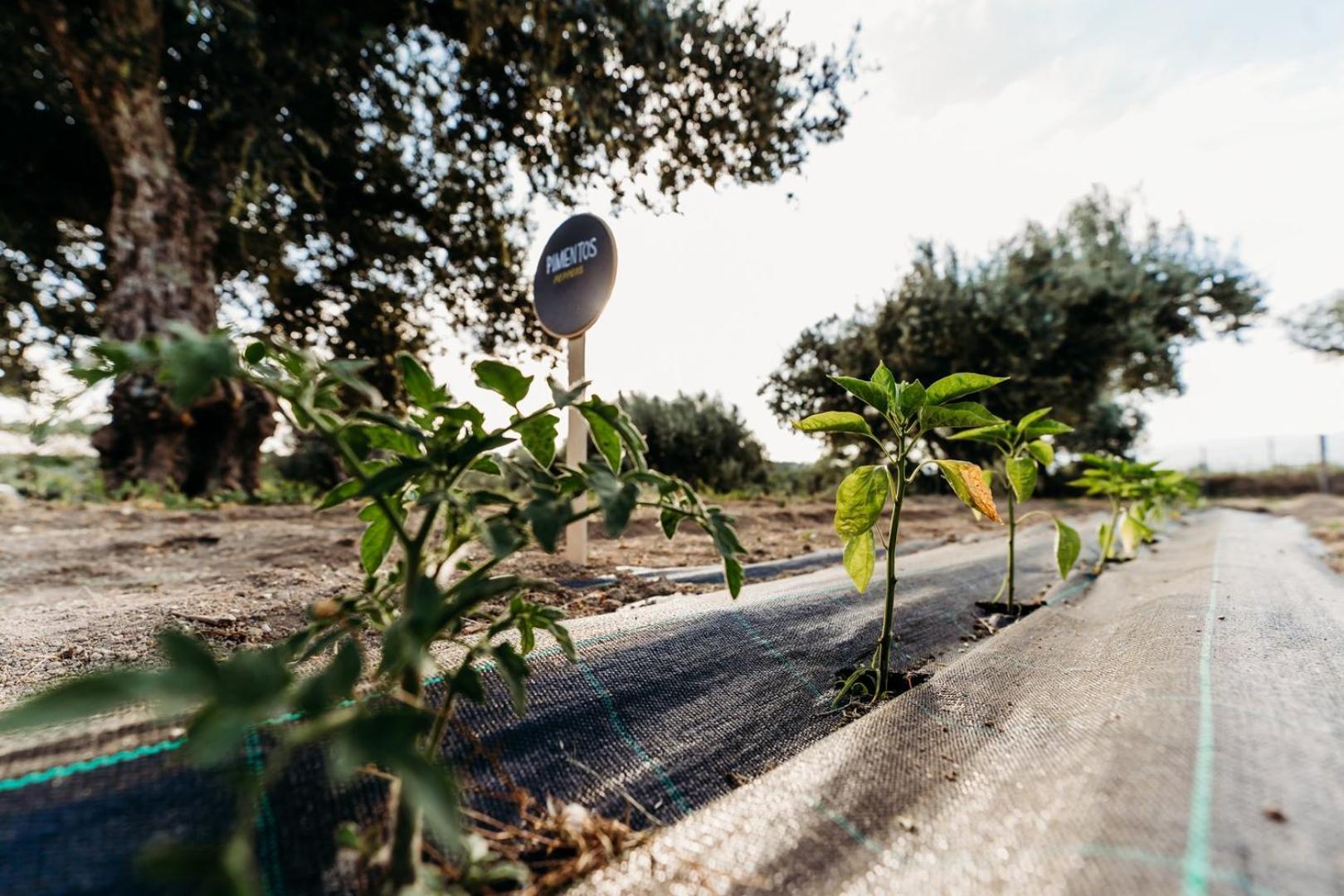 Quinta De S. Miguel Ξενοδοχείο Fundão Εξωτερικό φωτογραφία